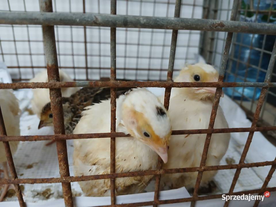 Przepiórki kujawsko-pomorskie Grudziądz