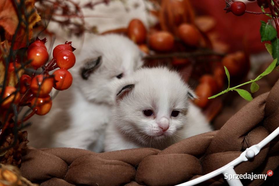 Ragdoll dwa kocurki bicolor Ragdoll łódzkie Piorunówek