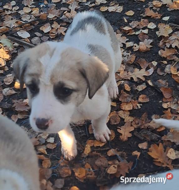 Owczarek środkowoazjatyczki szczenię sprzedam