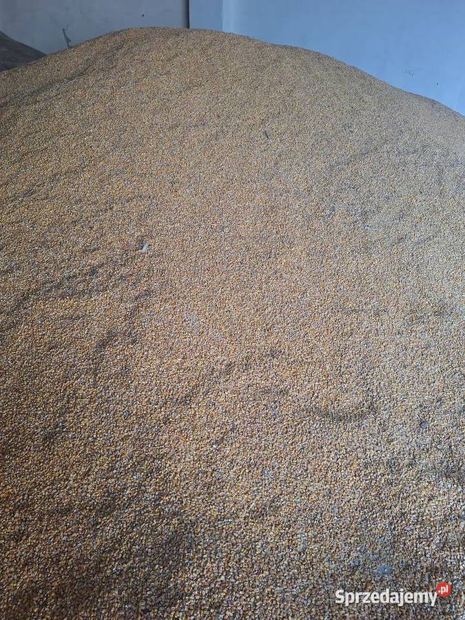 Kukurydza paszowa sucha Warszew