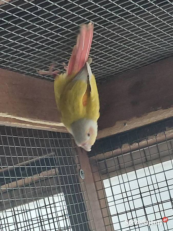 Rudosterka Samica Nakło nad Notecią