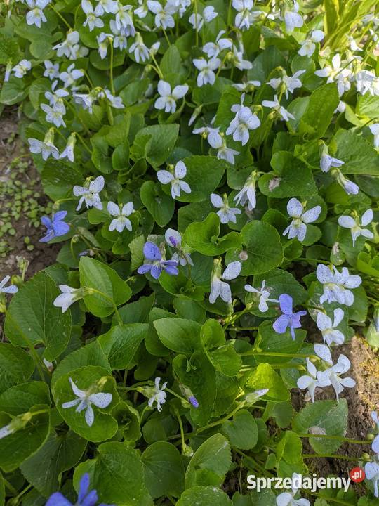 Fiołek Motylkowy Freckles Liściaste Lublin