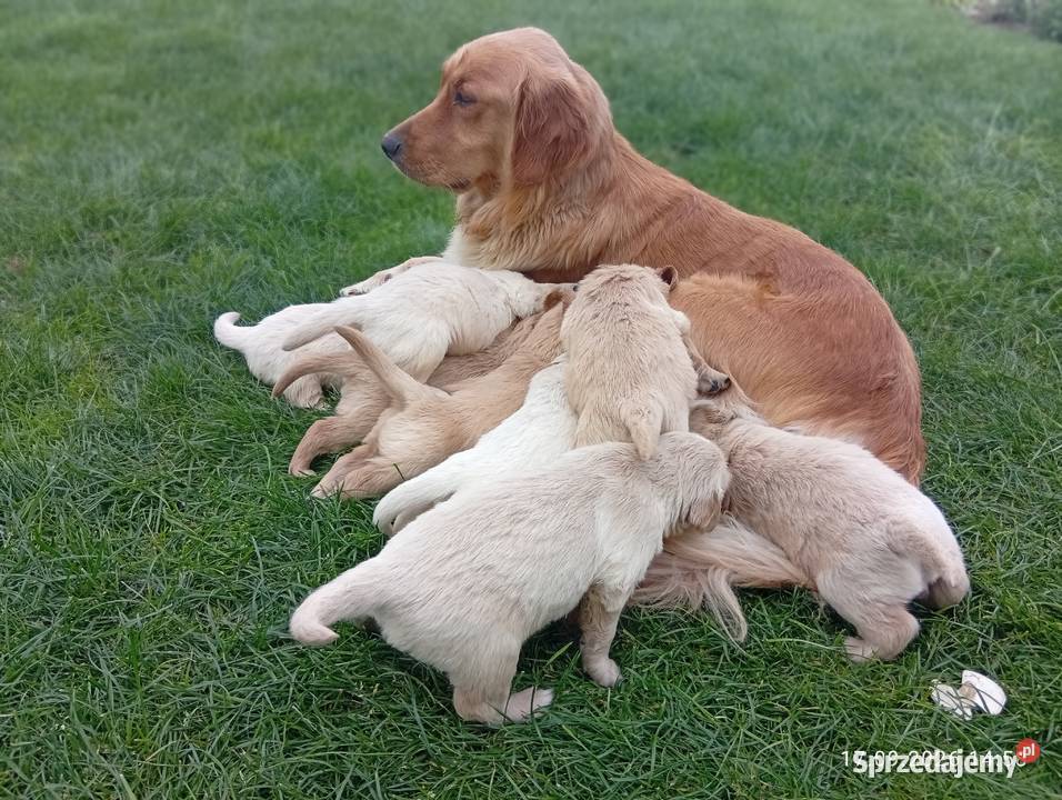 Golden retriever szczeniaki pieski Rusinowo