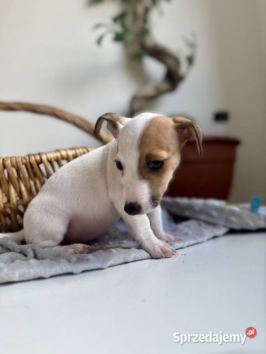 Urocza sunia Jack Russell Terrier Rodowód wielkopolskie