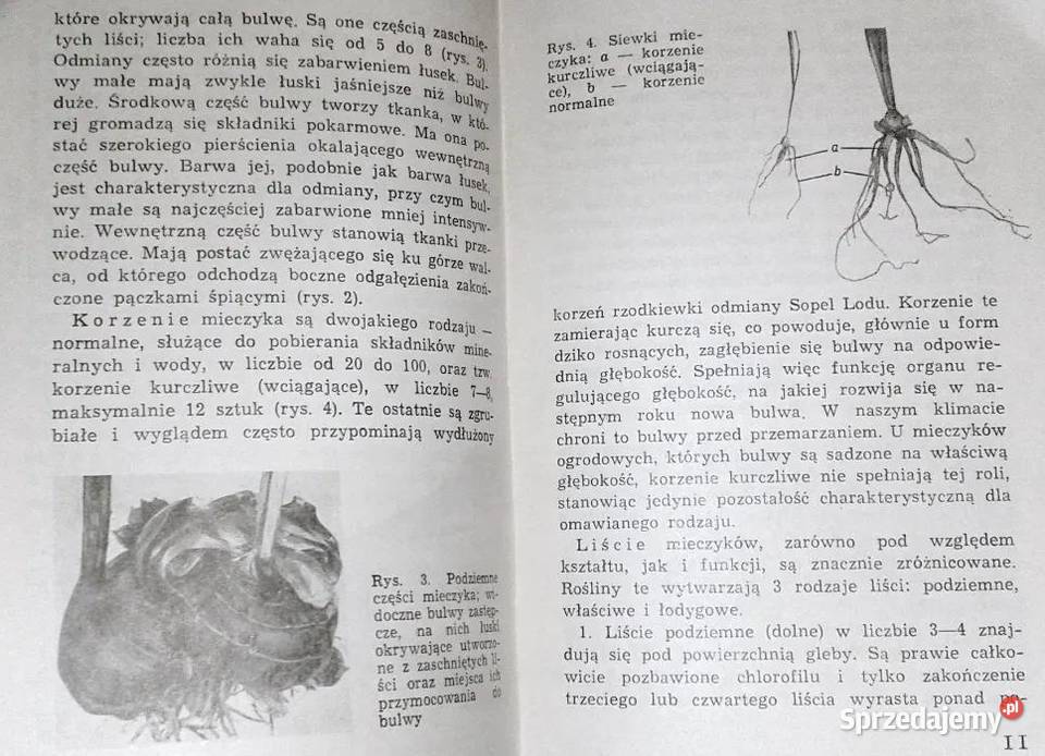 Mieczyki Barbara Grabowska Rok wydania 1972 lubelskie