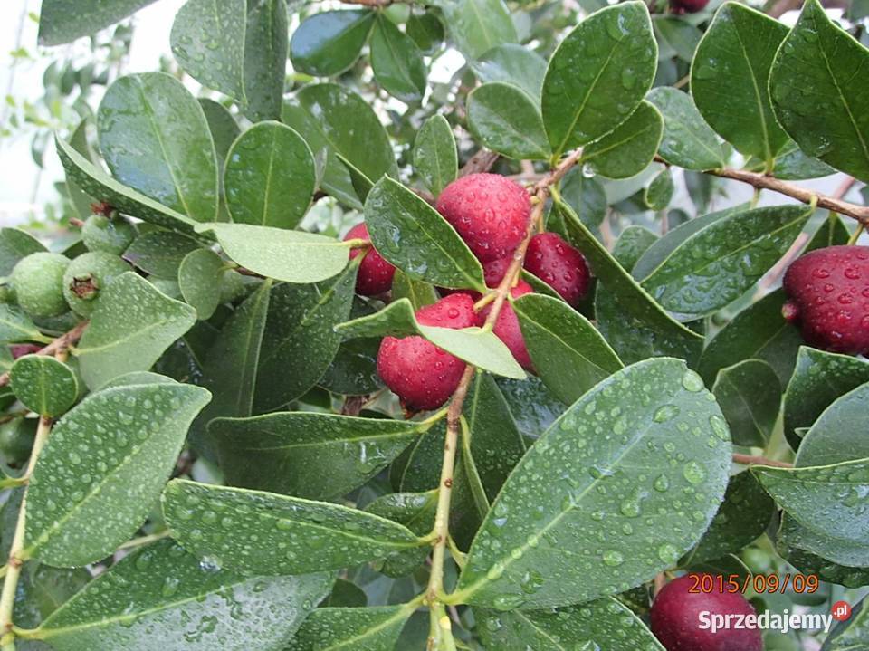 Gujawa truskawkowa Psidium cattleianum 30 Łódź