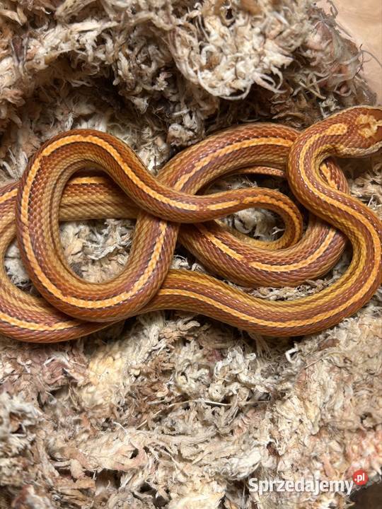 Wąż zbożowy Motley Tessera