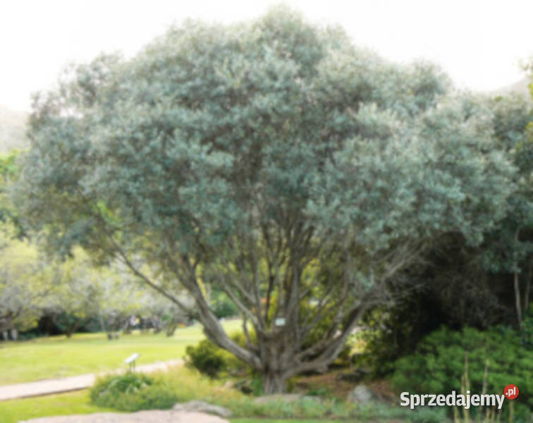 OLIWKA EUROPEJSKA Olea europea NASIONA 400 sztuk Lubanie sprzedam