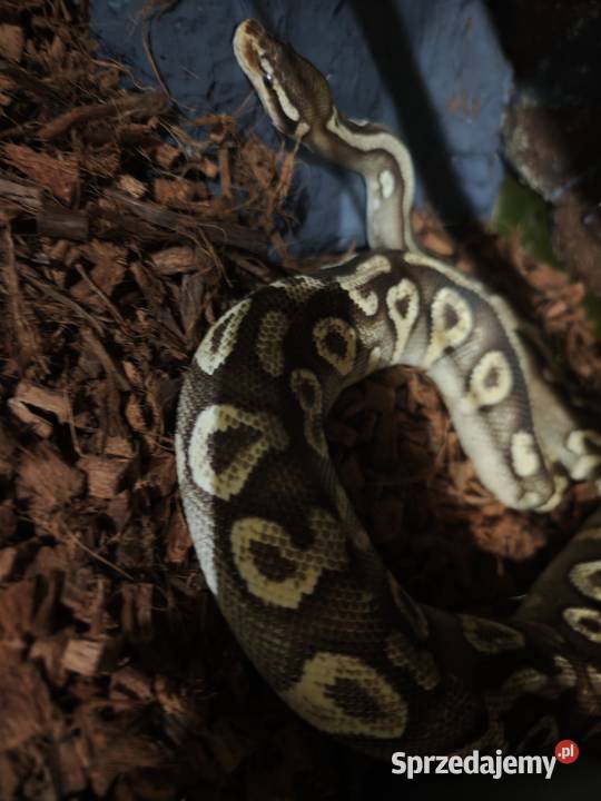 Pyton krolewski Mojave Yellowbelly het ghost śląskie Książenice