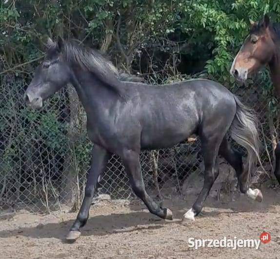 Siwy Wałach krzyżówka Ślązak Hucuł Konie łódzkie Ręczno