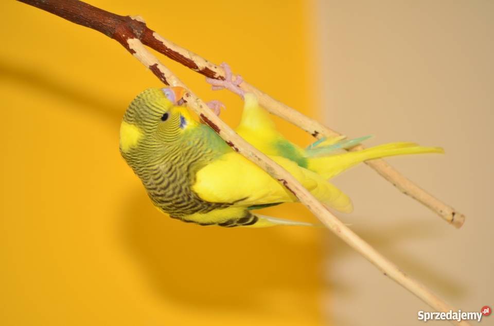 Papużki faliste papuga falista łódzkie Łódź