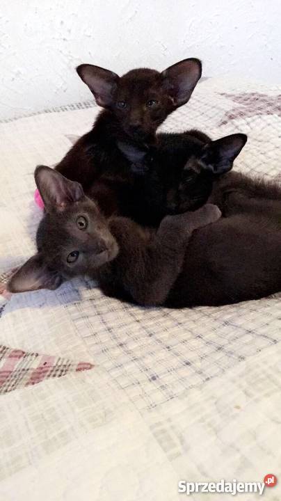 Kocięta orientalne Gdańsk sprzedam