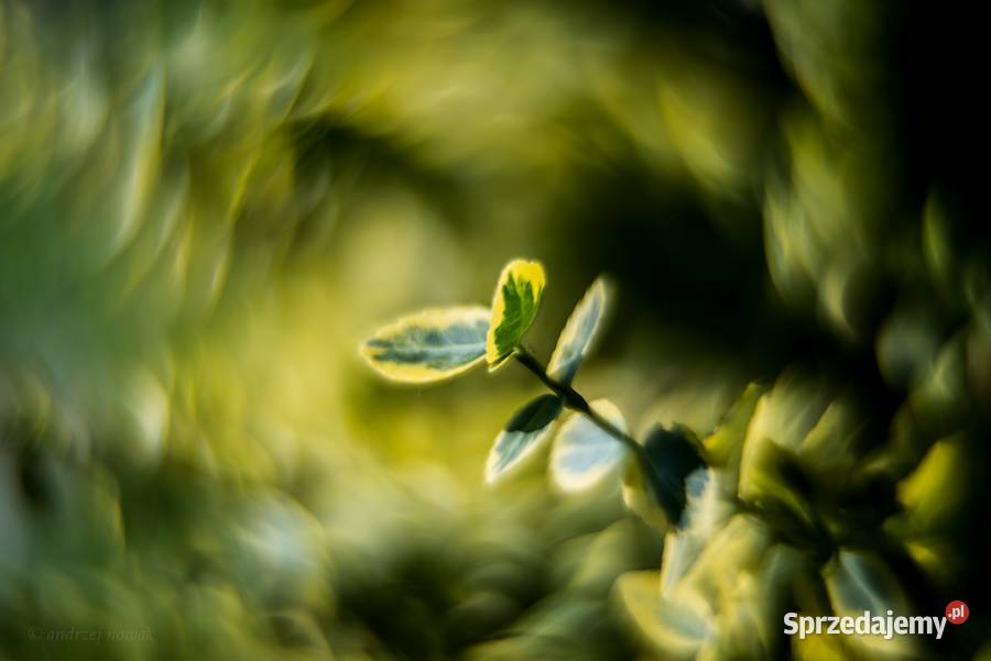 Helios 44M4 swirly bokeh al Petzval M42