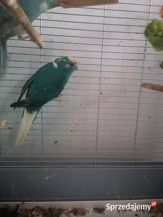 Modrolotka koza śląskie Dąbrowa Górnicza sprzedam