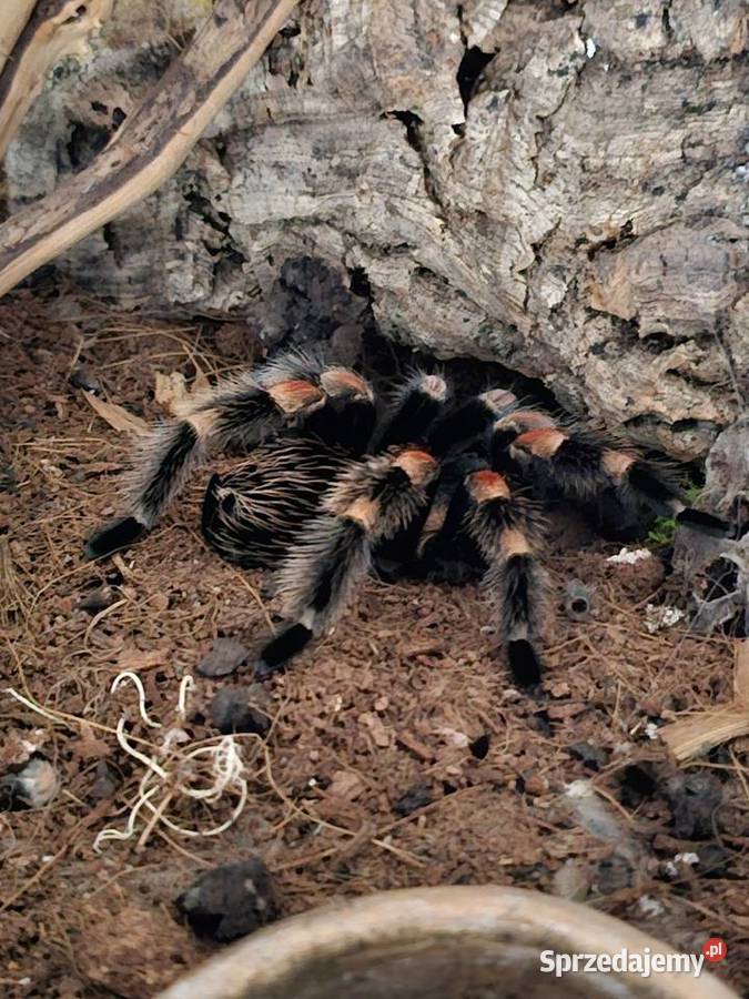 Brachypelma hamorii 7dc samiczka Kraków sprzedam