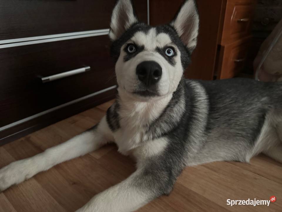 Szczeniak husky syberian dolnośląskie Legnica