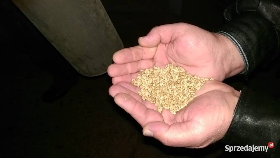 Czyszczalnia do zboża nieuszkodzony Radom