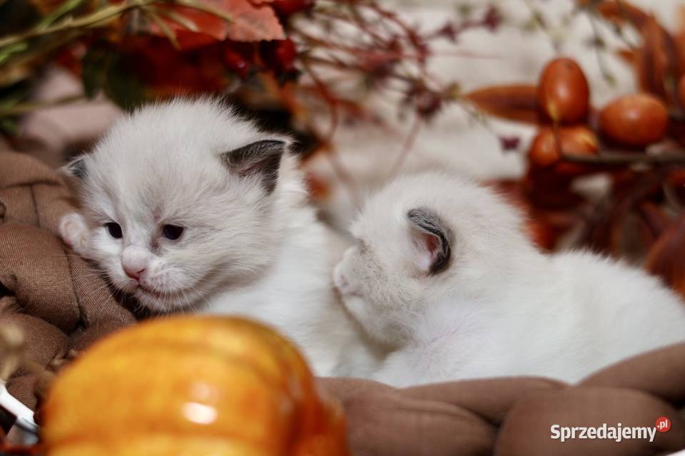 Ragdoll bracia bicolor Piorunówek