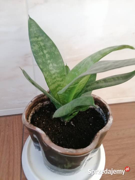 Sansevieria miniaturowa Roslina domowaKwiaty
