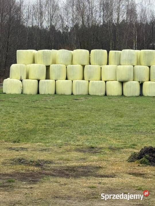 Siano kiszonka bele 130x120 potraw łaki torfowe Karmy i pasze Prądocin