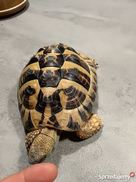 żółw grecki Bogucin