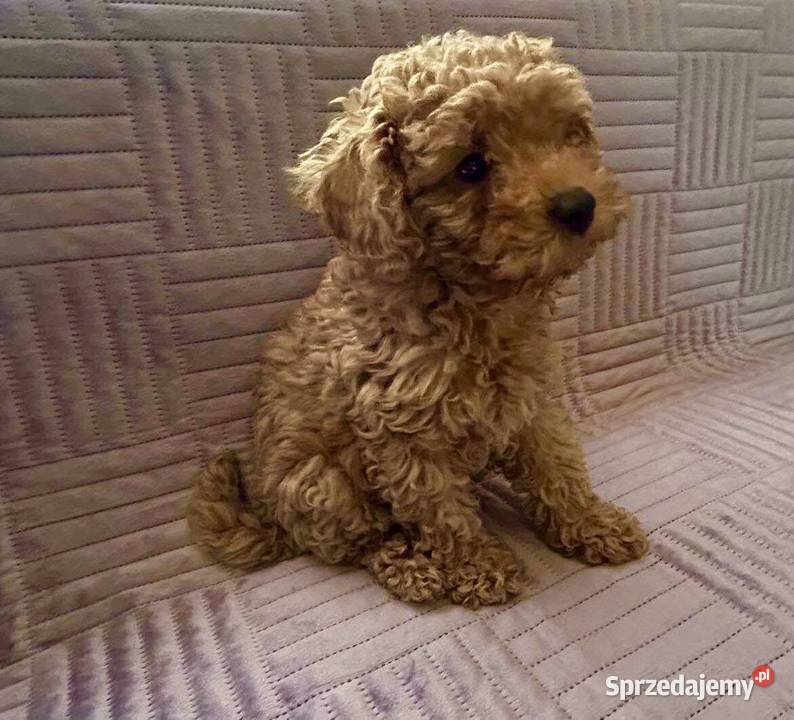 Pudel Toy red chłopiec Solec Kujawski