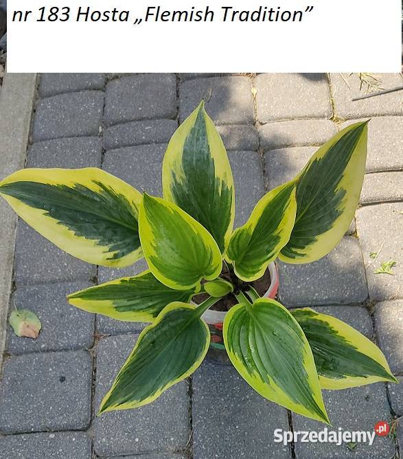Hosta Flemish Tradition Rabatowe Opole sprzedam
