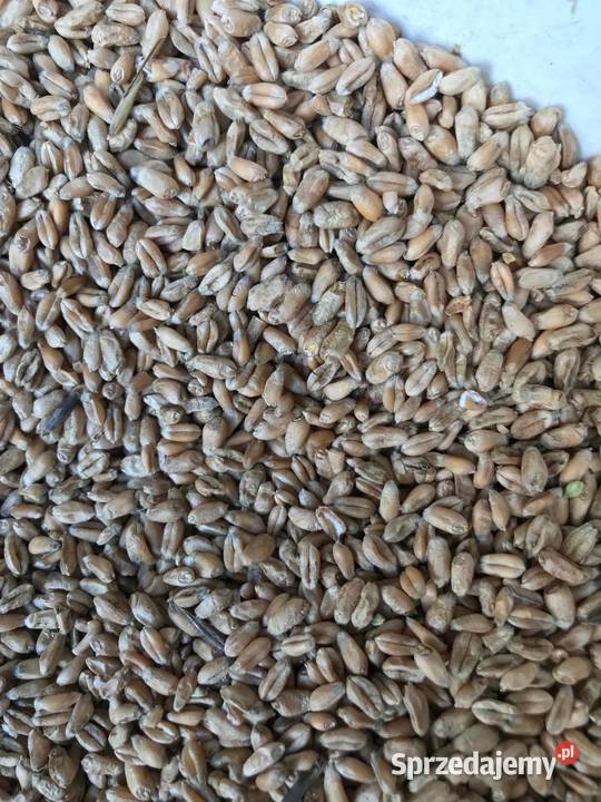 pszenica jęczmień pszenżyto Szydłowiec