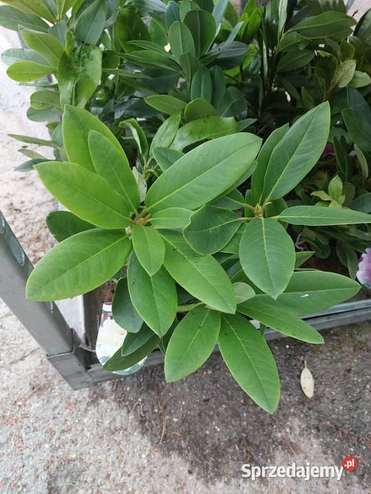 Rododendron Rododendrony 10 MIX PROMOCJA Kamień Pomorski