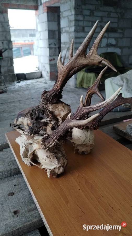 Runo leśne naturalne podkarpackie Leżajsk