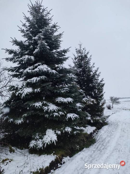 Jodła Świerk Będków sprzedam
