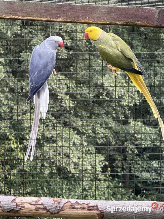Aleksandretty obrożne głowa ogon