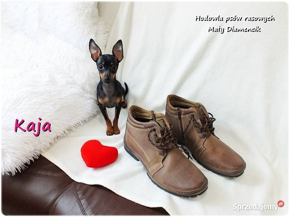 Pinczer miniaturowy Ratlerek Suczka KAJA z Żary