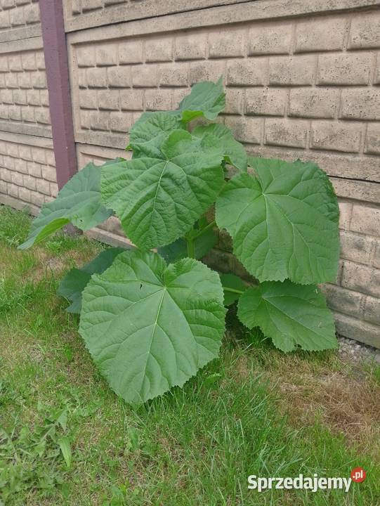 Paulownia oxytree drzewa tlenowe wysyłka Jeziorko