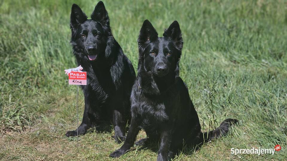 Owczarki Staroniemieckie czarne szczeniaczki Puławy sprzedam