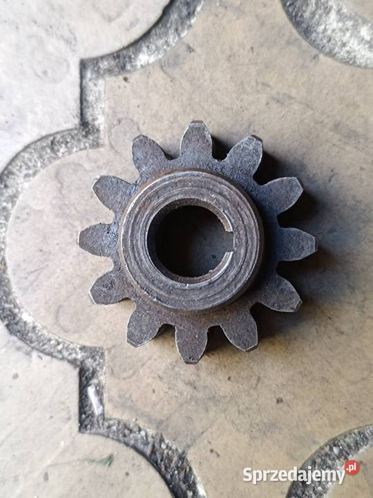 Zębatka mała Pozostałe dolnośląskie Przeworno