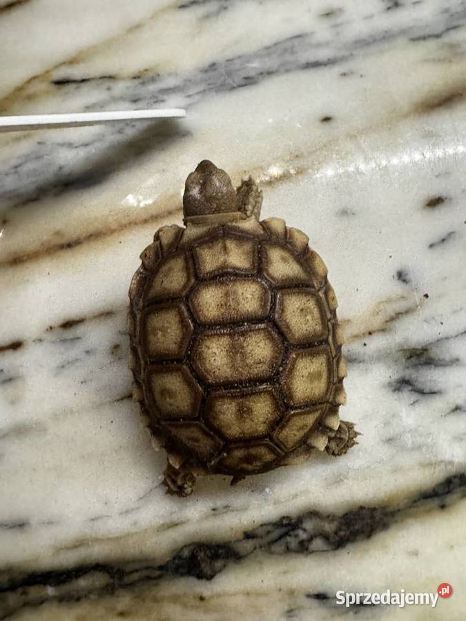 Sulcata żółw pustynny 2025r Kraków