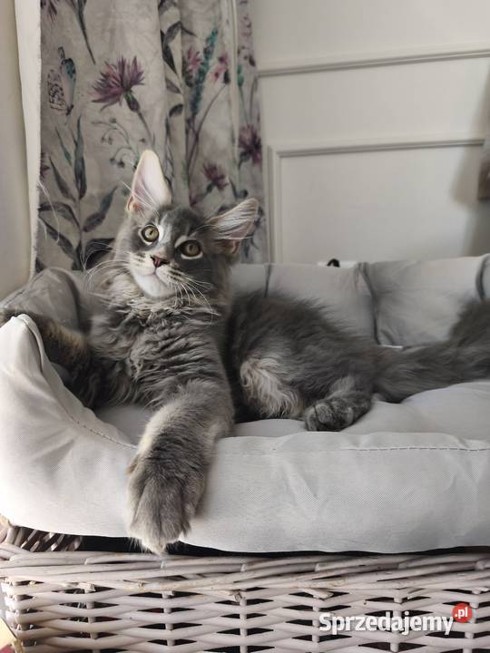 Kocurek Maine coon Axel podkarpackie Lipa