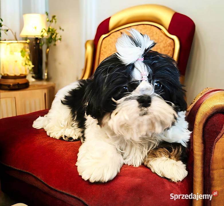 Shih tzu suczka piękna Wałbrzych sprzedam