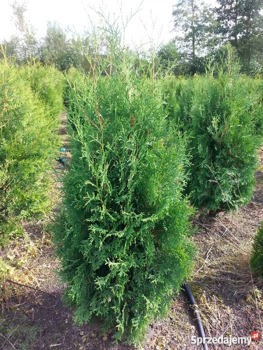Thuja Columna 100120 żywopłotowa PRODUCENT Rydzyny