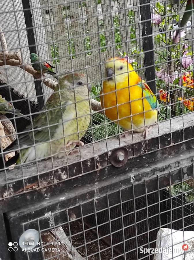 Sprzedam Aleksandretty świergotki i inne ptaki