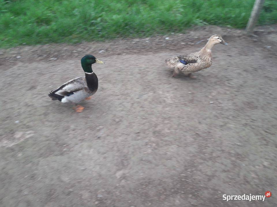 Jajka legowe gęsi landers i kaczki staropolskiej świętokrzyskie Czarnocin