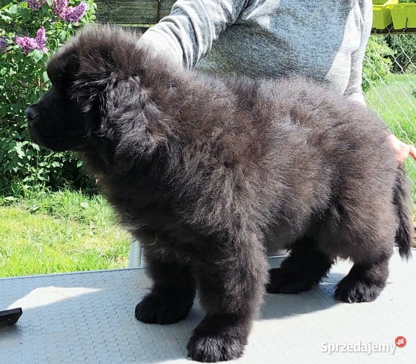 Nowofundland piękny piesek z metryką ZKwP Rozdziały
