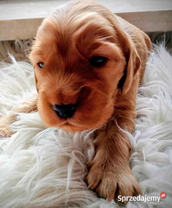 Cocker spaniel złoty Przewrotne