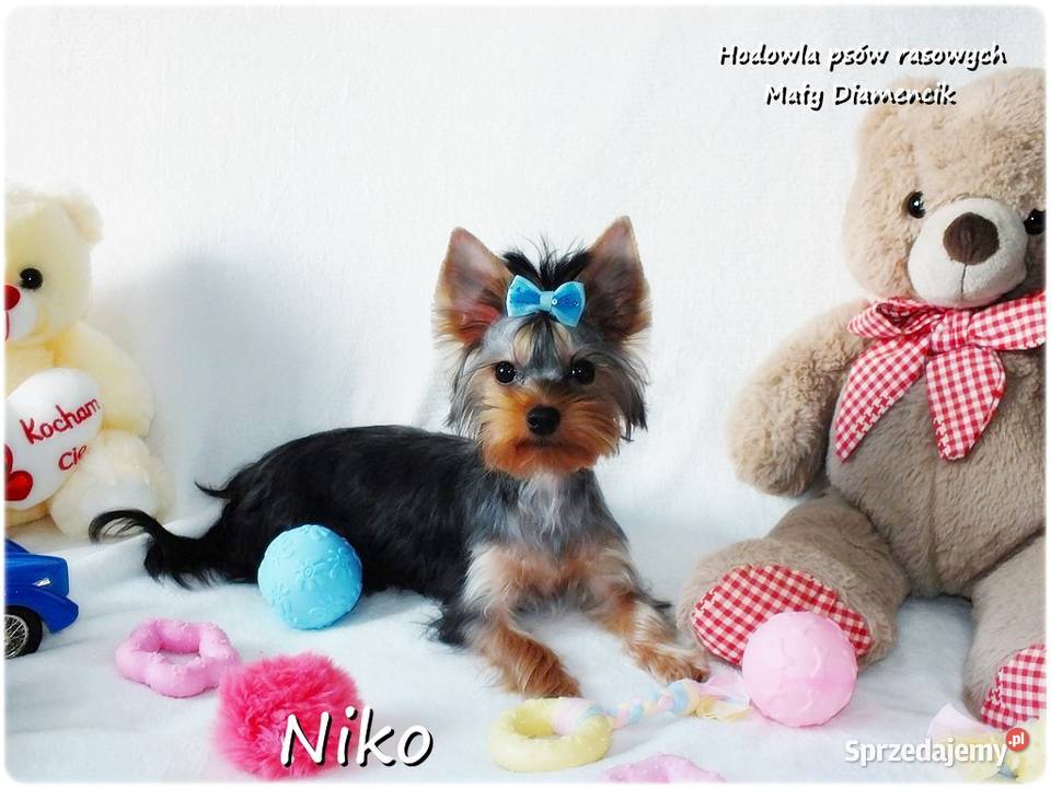 York Yorkshire Terrier Malutki Mini XS Piesek lubuskie
