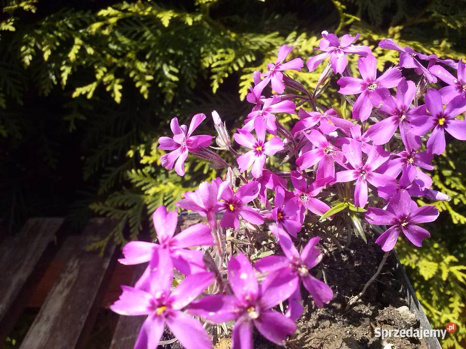 Floks mix kolorów zakwitnie na wiosnę Lublin sprzedam