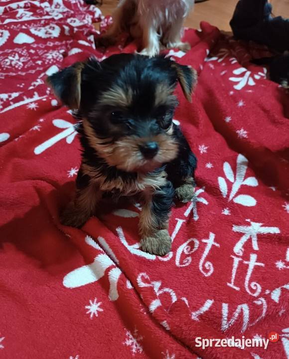 Yorkishe terrier suczki śląskie