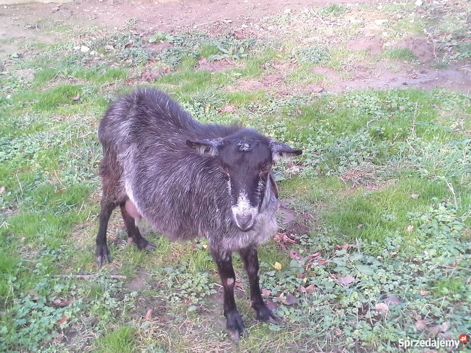 Kozy Cap Pozostałe dolnośląskie Krotoszyce