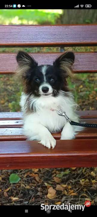 Spaniel Miniaturowy Kontynentalny Papillon Świdnik sprzedam