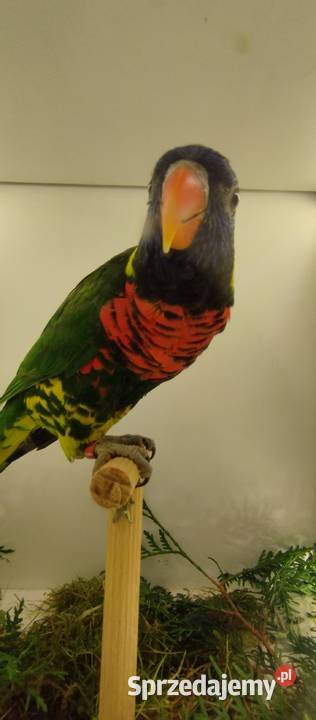 Lorysa Górska Ptaki sprzedam